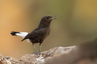 Belorit cerny - Oenanthe leucura - Black wheatear 0746